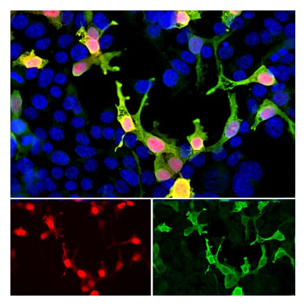 Immunofluorescence - Anti-mCherry Antibody (A270547) - Antibodies.com