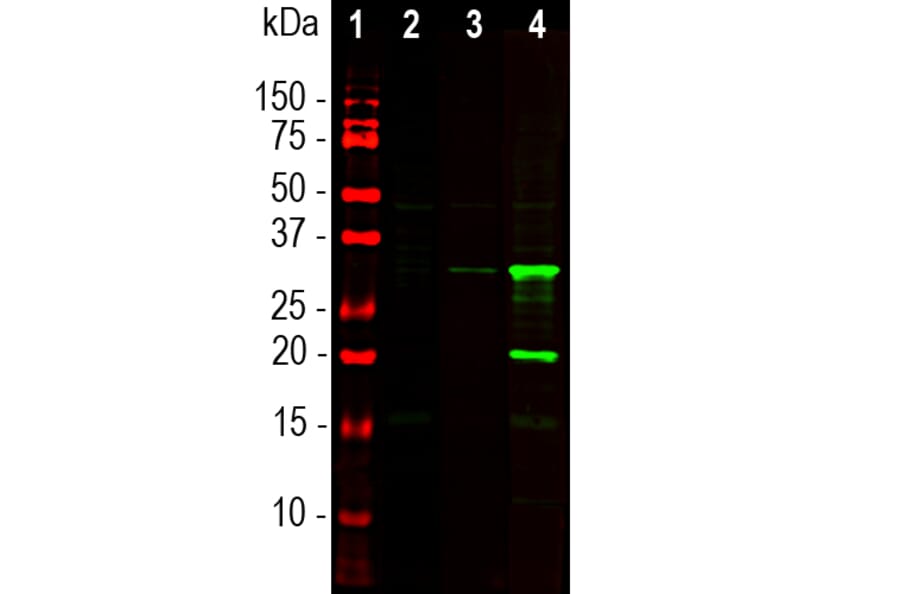 Western Blot - Anti-mCherry Antibody (A270547) - Antibodies.com