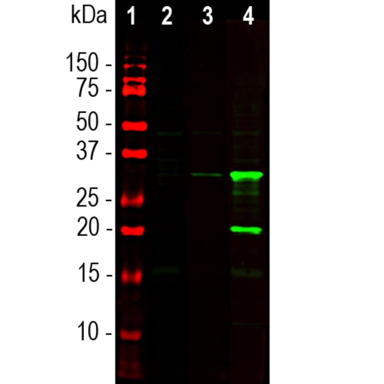 Western Blot - Anti-mCherry Antibody (A270547) - Antibodies.com