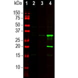 Western Blot - Anti-mCherry Antibody (A270547) - Antibodies.com