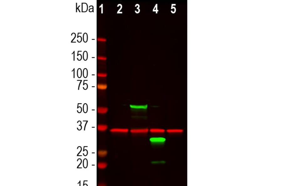 Western Blot - Anti-mCherry Antibody (A270547) - Antibodies.com