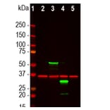 Western Blot - Anti-mCherry Antibody (A270547) - Antibodies.com