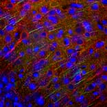 Immunofluorescence - Anti-Ankyrin 3 Antibody [2A8] (A270548) - Antibodies.com