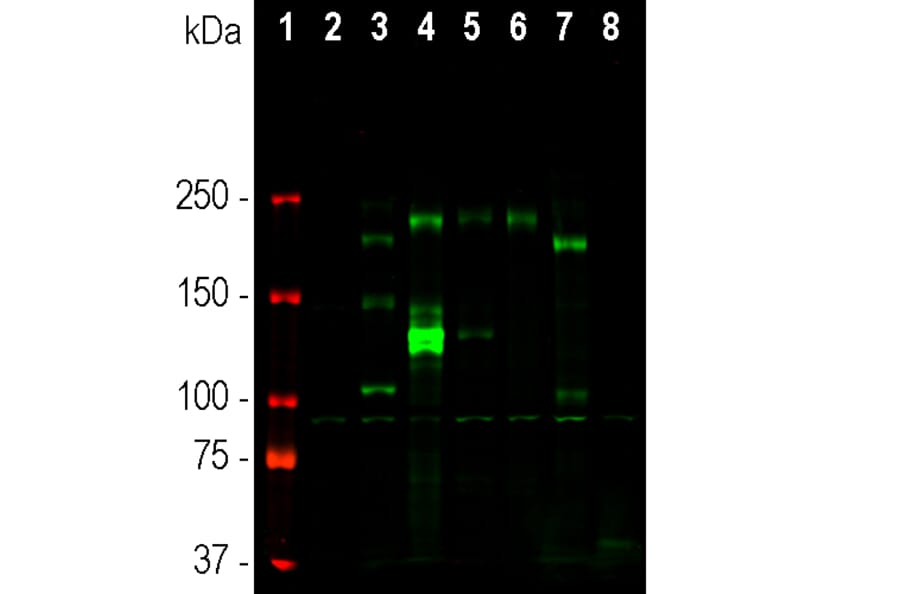 Western Blot - Anti-Ankyrin 3 Antibody [2A8] (A270548) - Antibodies.com