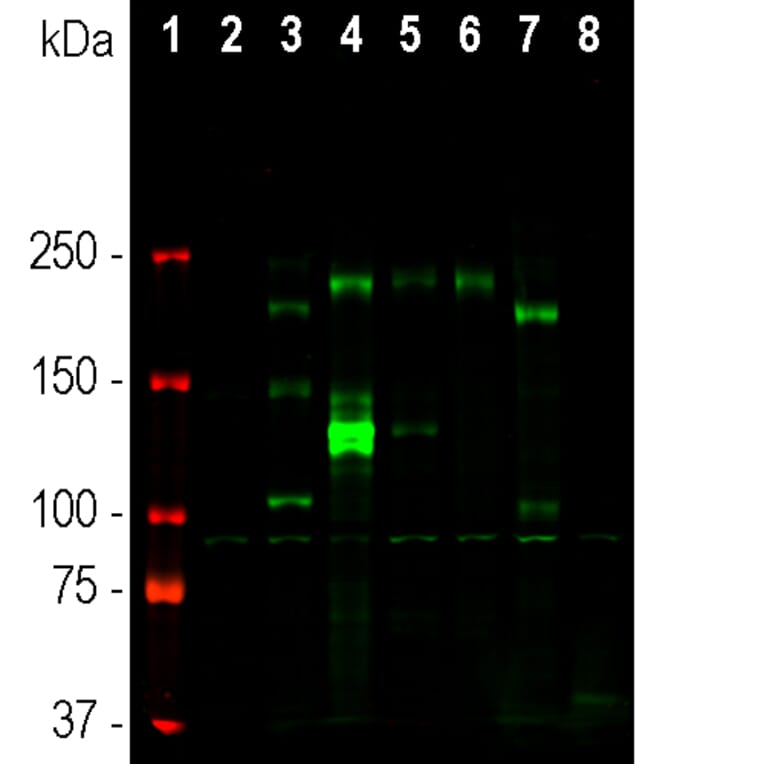 Western Blot - Anti-Ankyrin 3 Antibody [2A8] (A270548) - Antibodies.com