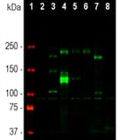 Western Blot - Anti-Ankyrin 3 Antibody [2A8] (A270548) - Antibodies.com