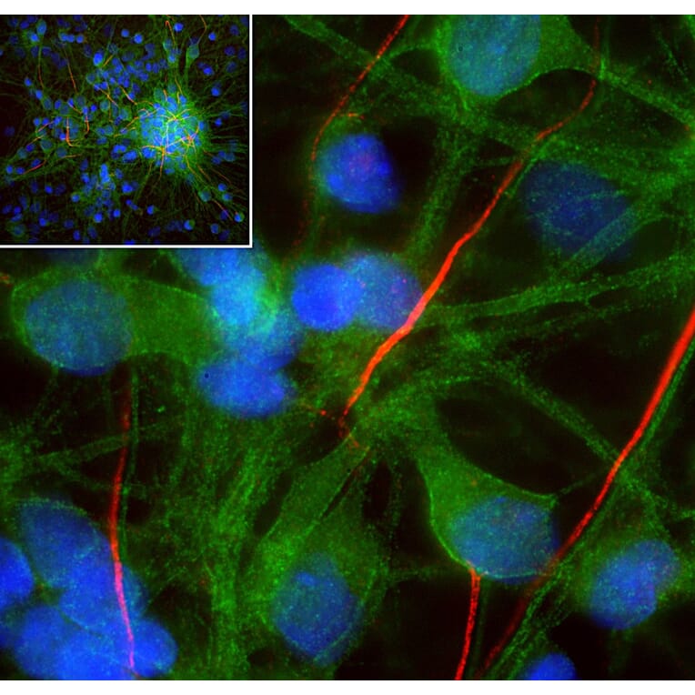 Immunofluorescence - Anti-Ankyrin 3 Antibody [2A8] (A270548) - Antibodies.com