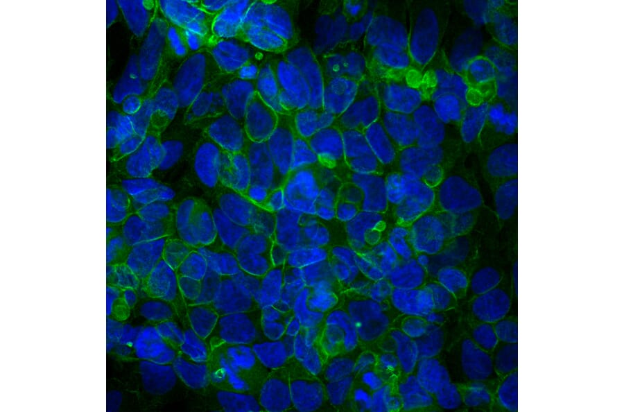 Immunofluorescence - Anti-Ankyrin 3 Antibody [2A8] (A270548) - Antibodies.com