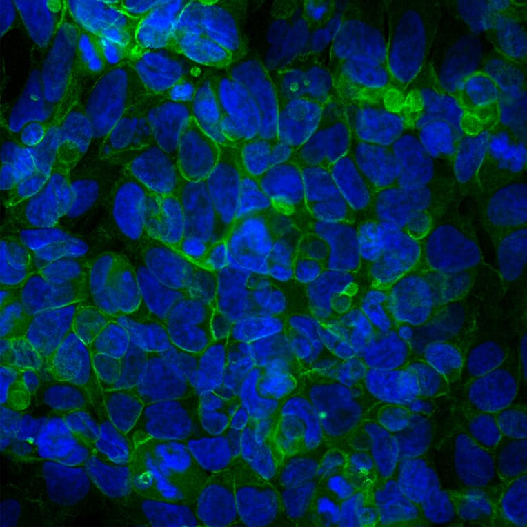 Immunofluorescence - Anti-Ankyrin 3 Antibody [2A8] (A270548) - Antibodies.com