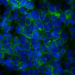 Immunofluorescence - Anti-Ankyrin 3 Antibody [2A8] (A270548) - Antibodies.com