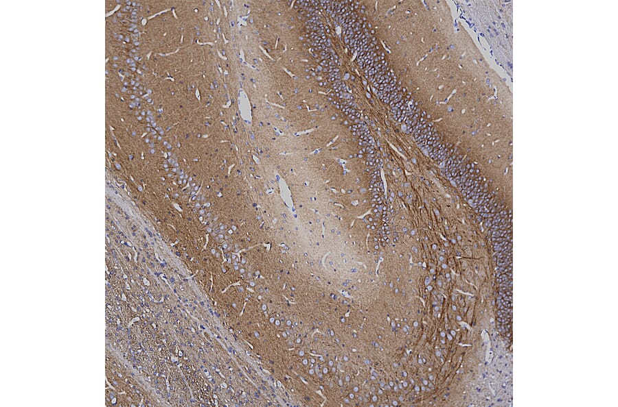 Immunohistochemistry - Anti-Ankyrin 3 Antibody [2A8] (A270548) - Antibodies.com