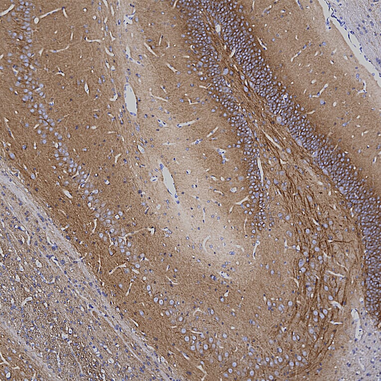 Immunohistochemistry - Anti-Ankyrin 3 Antibody [2A8] (A270548) - Antibodies.com