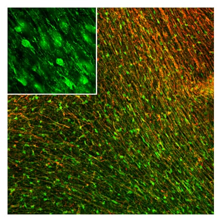 Immunofluorescence - Anti-FABP7 Antibody [2A84] (A270549) - Antibodies.com