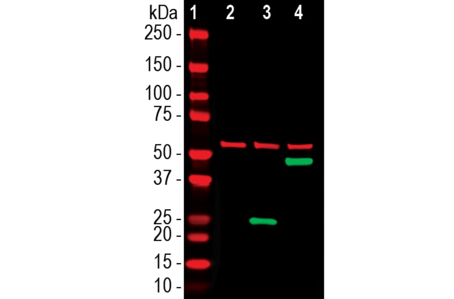Western Blot - Anti-SARS-CoV-2 Spike Glycoprotein RBD Antibody [2G1] (A270550) - Antibodies.com
