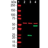 Western Blot - Anti-SARS-CoV-2 Spike Glycoprotein RBD Antibody [2G1] (A270550) - Antibodies.com
