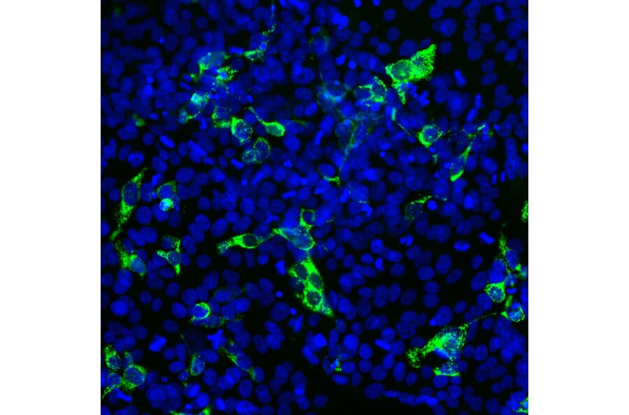 Immunofluorescence - Anti-SARS-CoV-2 Spike Glycoprotein RBD Antibody [2G1] (A270550) - Antibodies.com