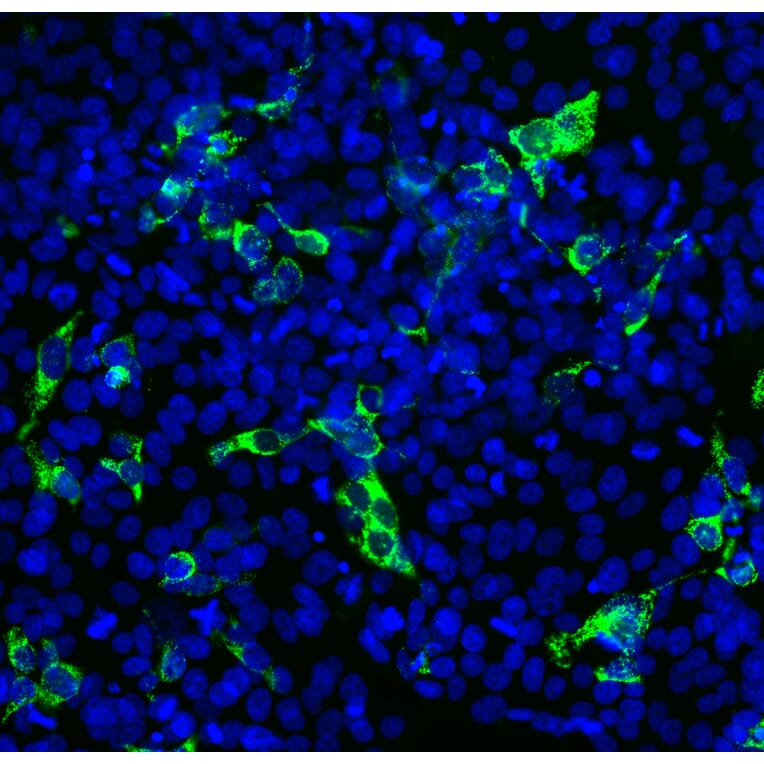 Immunofluorescence - Anti-SARS-CoV-2 Spike Glycoprotein RBD Antibody [2G1] (A270550) - Antibodies.com