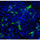 Immunofluorescence - Anti-SARS-CoV-2 Spike Glycoprotein RBD Antibody [2G1] (A270550) - Antibodies.com