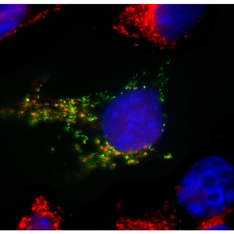Immunofluorescence - Anti-SARS-CoV-2 Spike Glycoprotein RBD Antibody [2G1] (A270550) - Antibodies.com