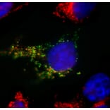Immunofluorescence - Anti-SARS-CoV-2 Spike Glycoprotein RBD Antibody [2G1] (A270550) - Antibodies.com