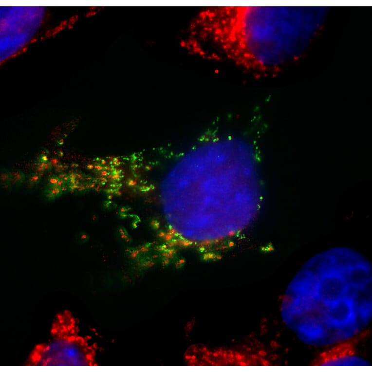 Immunofluorescence - Anti-SARS-CoV-2 Spike Glycoprotein RBD Antibody [2G1] (A270550) - Antibodies.com
