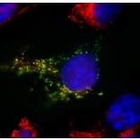 Immunofluorescence - Anti-SARS-CoV-2 Spike Glycoprotein RBD Antibody [2G1] (A270550) - Antibodies.com