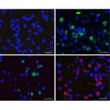 Immunofluorescence - Anti-SARS-CoV-2 Spike Glycoprotein RBD Antibody [2G1] (A270550) - Antibodies.com