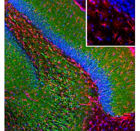 Immunofluorescence - Anti-GFAP Antibody [3E10] (A270551) - Antibodies.com
