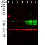 Western Blot - Anti-GFAP Antibody [3E10] (A270551) - Antibodies.com