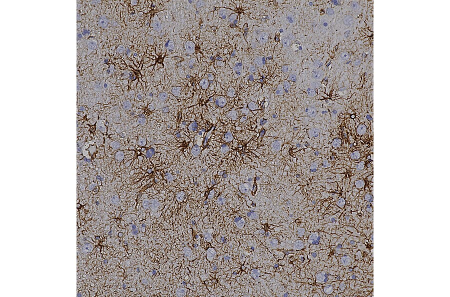 Immunohistochemistry - Anti-GFAP Antibody [3E10] (A270551) - Antibodies.com
