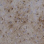 Immunohistochemistry - Anti-GFAP Antibody [3E10] (A270551) - Antibodies.com