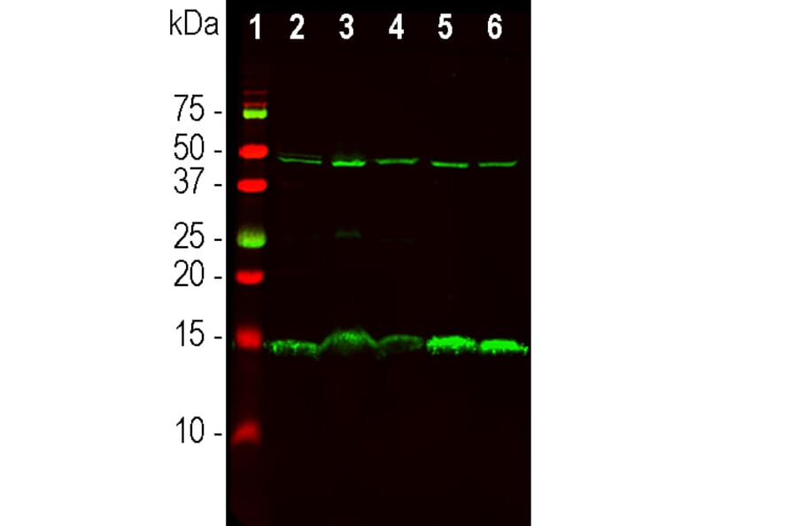Western Blot - Anti-PEA15 Antibody [4D117] (A270552) - Antibodies.com