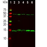 Western Blot - Anti-PEA15 Antibody [4D117] (A270552) - Antibodies.com