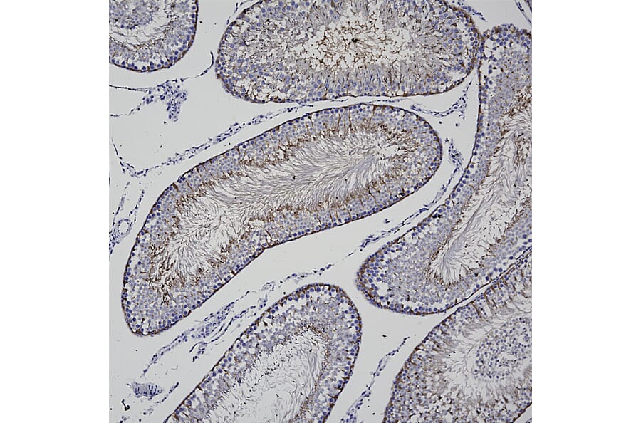 Immunohistochemistry - Anti-PEA15 Antibody [4D117] (A270552) - Antibodies.com