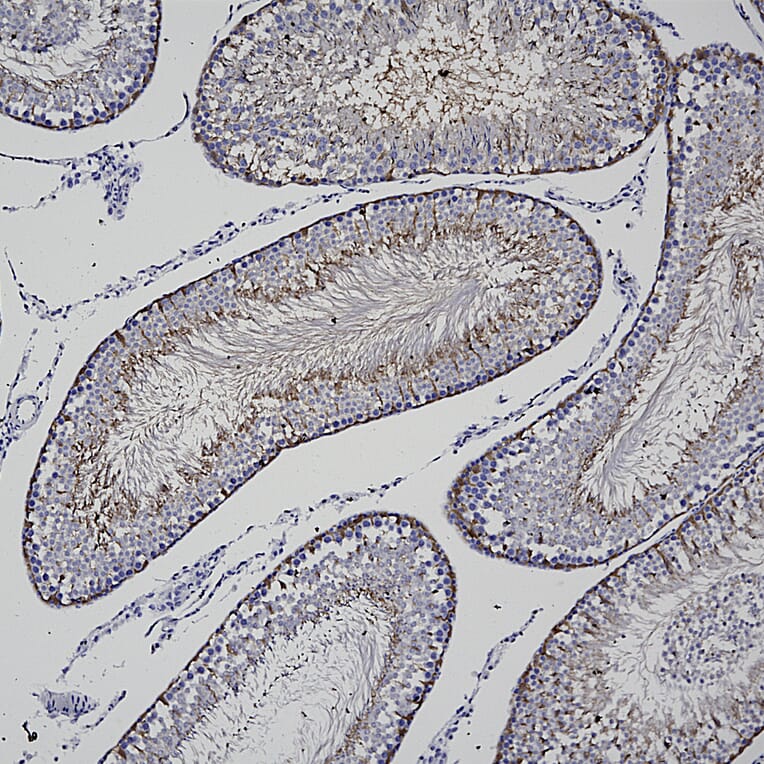 Immunohistochemistry - Anti-PEA15 Antibody [4D117] (A270552) - Antibodies.com