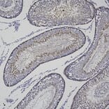 Immunohistochemistry - Anti-PEA15 Antibody [4D117] (A270552) - Antibodies.com