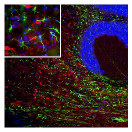 Immunofluorescence - Anti-PEA15 Antibody [4D2] (A270553) - Antibodies.com