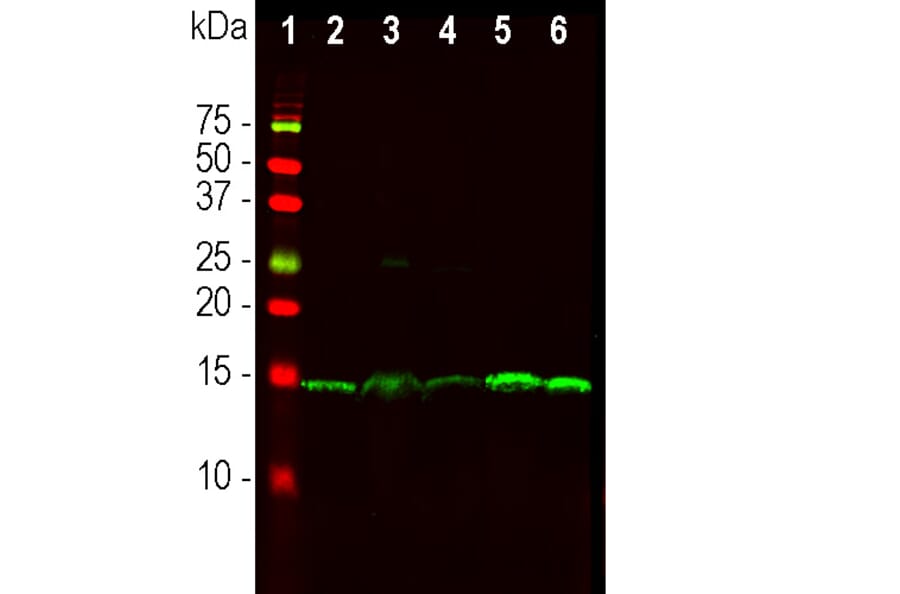 Western Blot - Anti-PEA15 Antibody [4D2] (A270553) - Antibodies.com