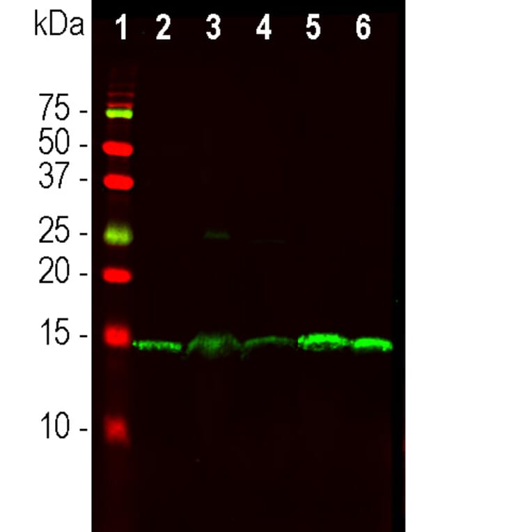 Western Blot - Anti-PEA15 Antibody [4D2] (A270553) - Antibodies.com