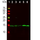 Western Blot - Anti-PEA15 Antibody [4D2] (A270553) - Antibodies.com
