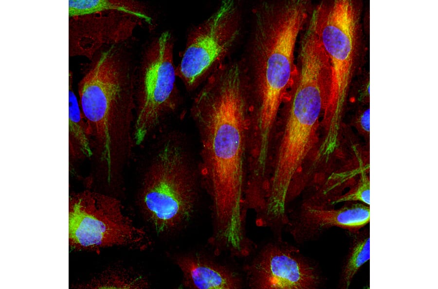 Immunofluorescence - Anti-Annexin VI Antibody [4G3] (A270554) - Antibodies.com