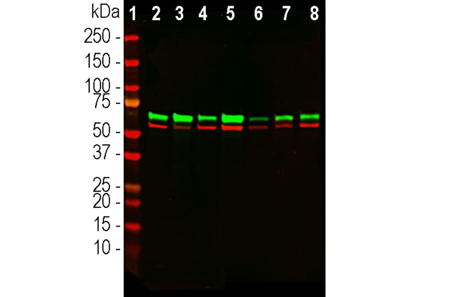 Western Blot - Anti-Annexin VI Antibody [4G3] (A270554) - Antibodies.com