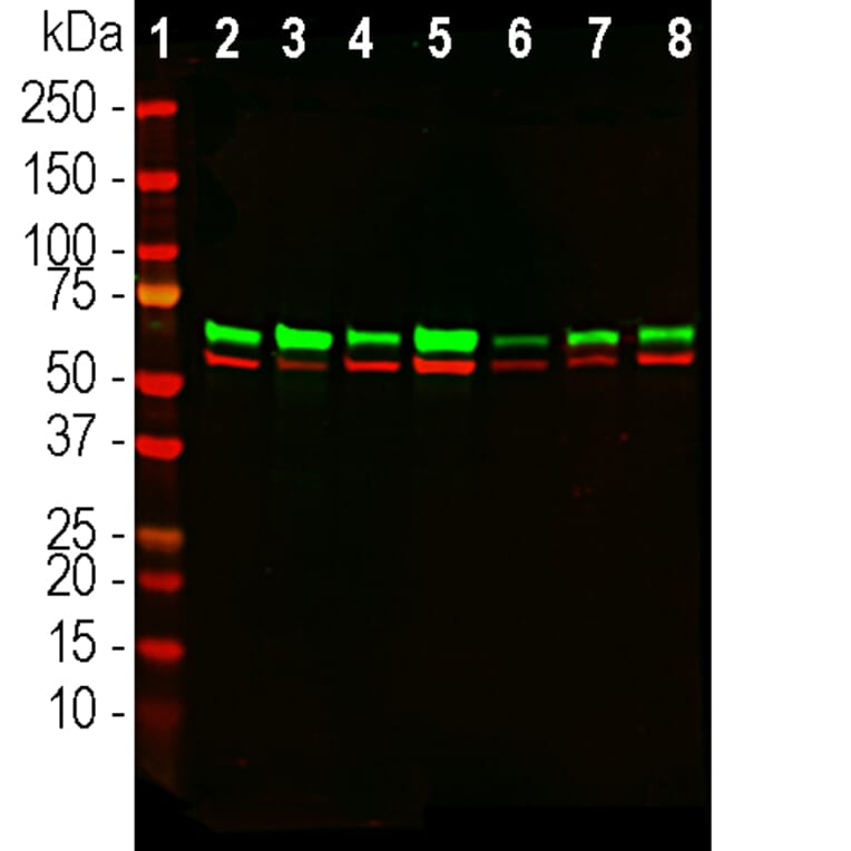 Western Blot - Anti-Annexin VI Antibody [4G3] (A270554) - Antibodies.com