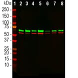 Western Blot - Anti-Annexin VI Antibody [4G3] (A270554) - Antibodies.com