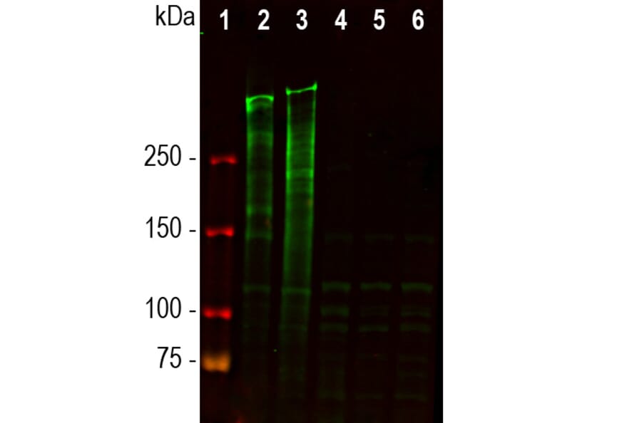 Western Blot - Anti-Ki67 Antibody [5F86] (A270555) - Antibodies.com
