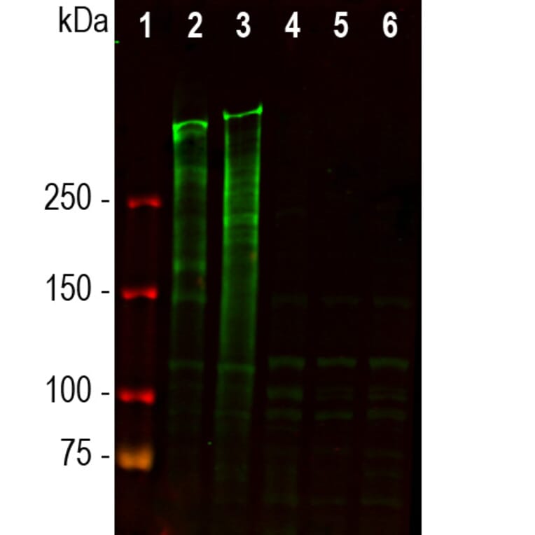Western Blot - Anti-Ki67 Antibody [5F86] (A270555) - Antibodies.com