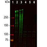 Western Blot - Anti-Ki67 Antibody [5F86] (A270555) - Antibodies.com