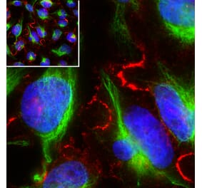 Immunofluorescence - Anti-MARCKS Antibody [5F9] (A270556) - Antibodies.com