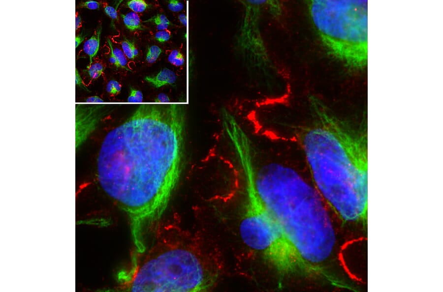 Immunofluorescence - Anti-MARCKS Antibody [5F9] (A270556) - Antibodies.com