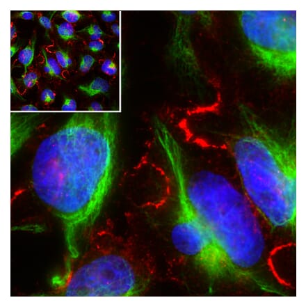 Immunofluorescence - Anti-MARCKS Antibody [5F9] (A270556) - Antibodies.com
